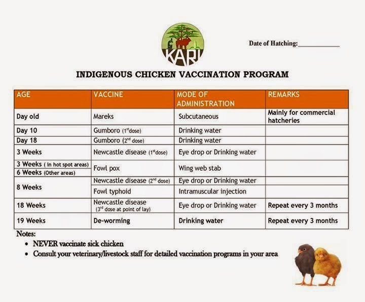 vaccination program for gamefowl chicks